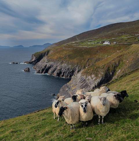Kerry_Areas_Dingle_Coomenoule_sheep_1_