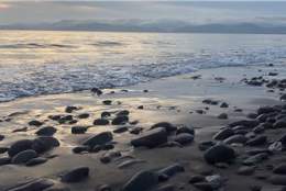 Rossbeigh Beach