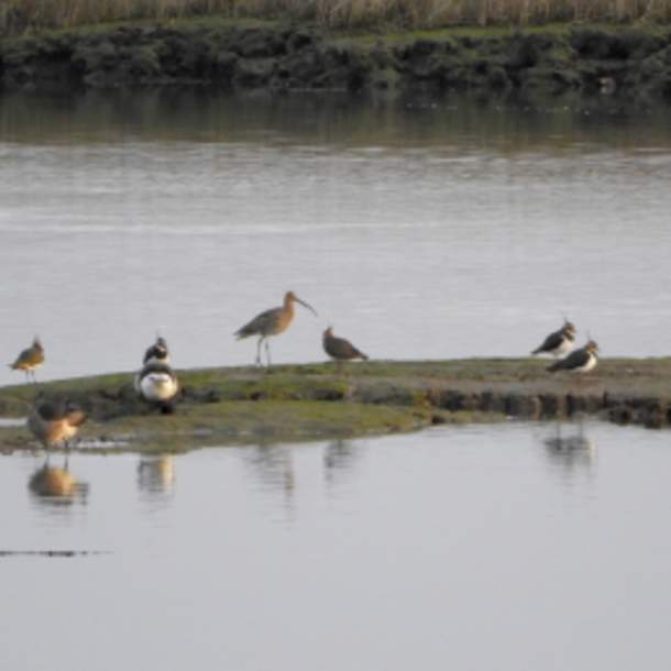 VISIT BIRDS ON BALLYLONGFORD WETLANDS HELEN LANE BALLYLONGFORD SNAPS mosaic